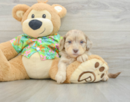 8 week old Havapoo Puppy For Sale - Seaside Pups