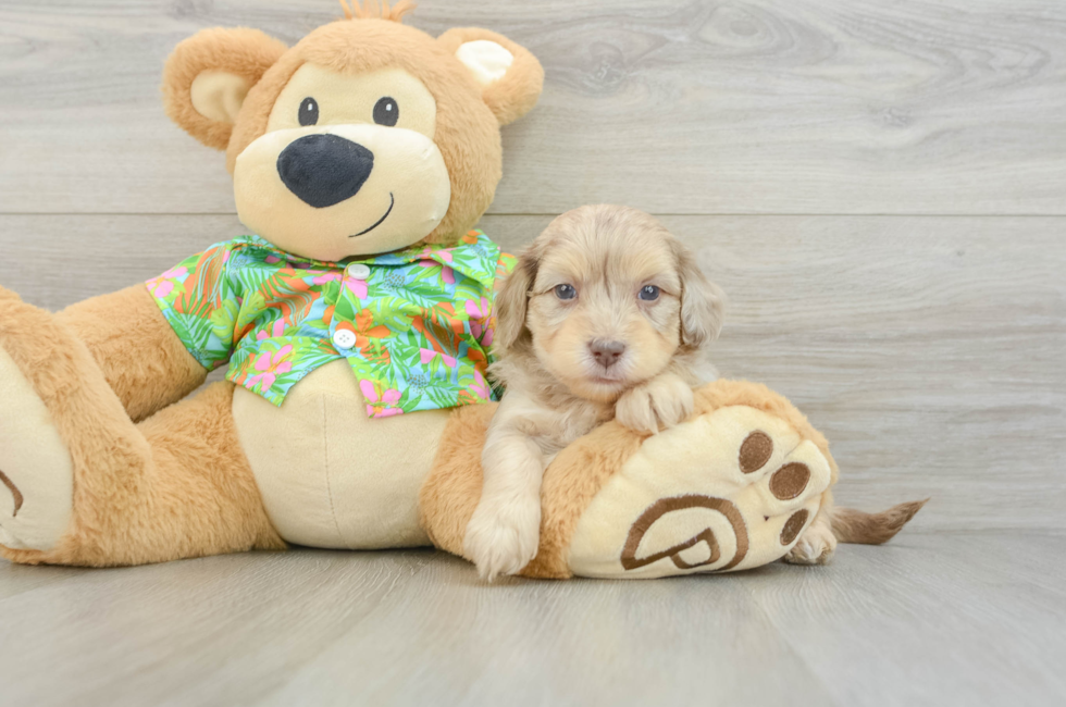 5 week old Havapoo Puppy For Sale - Seaside Pups