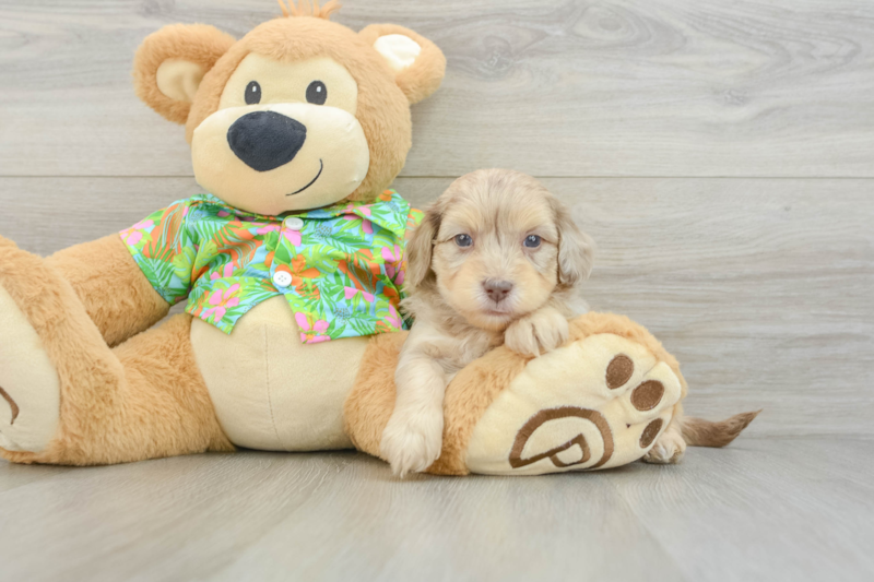 Meet Esteban - our Havapoo Puppy Photo 3/3 - Seaside Pups