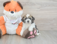 8 week old Havapoo Puppy For Sale - Seaside Pups