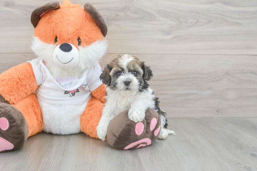 5 week old Havapoo Puppy For Sale - Seaside Pups