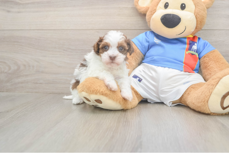 Havapoo Puppy for Adoption