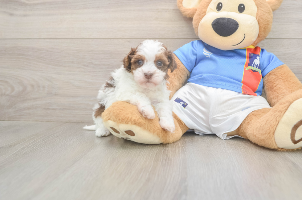 5 week old Havapoo Puppy For Sale - Seaside Pups