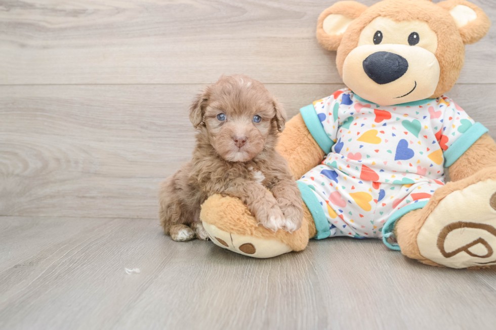 Fluffy Havapoo Poodle Mix Pup