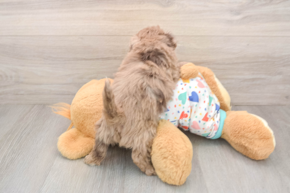 Fluffy Havapoo Poodle Mix Pup