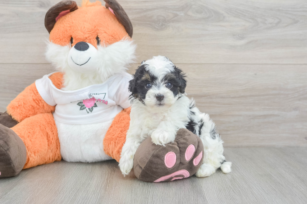 5 week old Havapoo Puppy For Sale - Seaside Pups