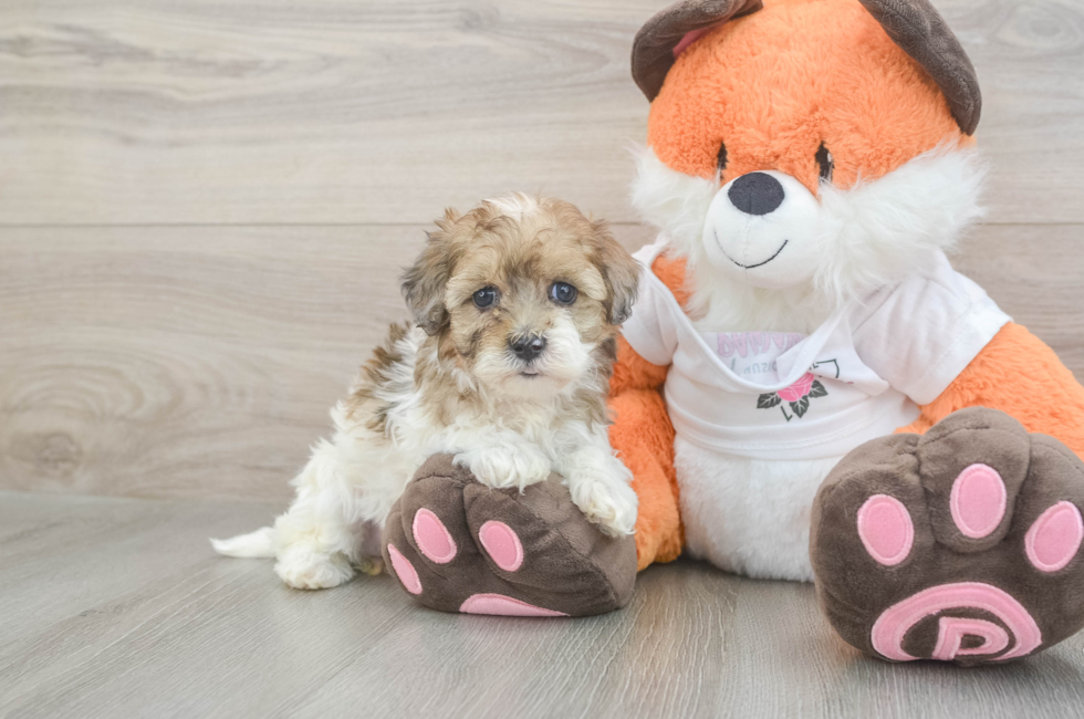 5 week old Havapoo Puppy For Sale - Seaside Pups