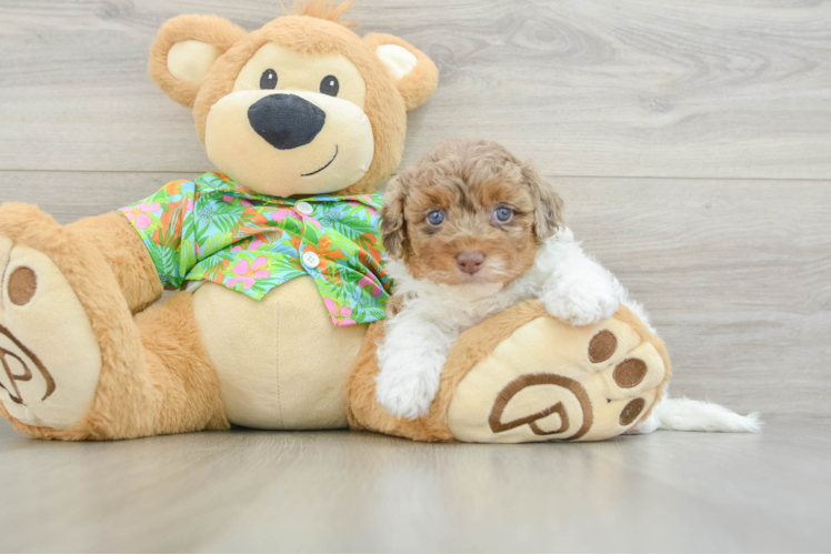 Havapoo Pup Being Cute