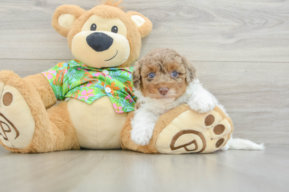 5 week old Havapoo Puppy For Sale - Seaside Pups