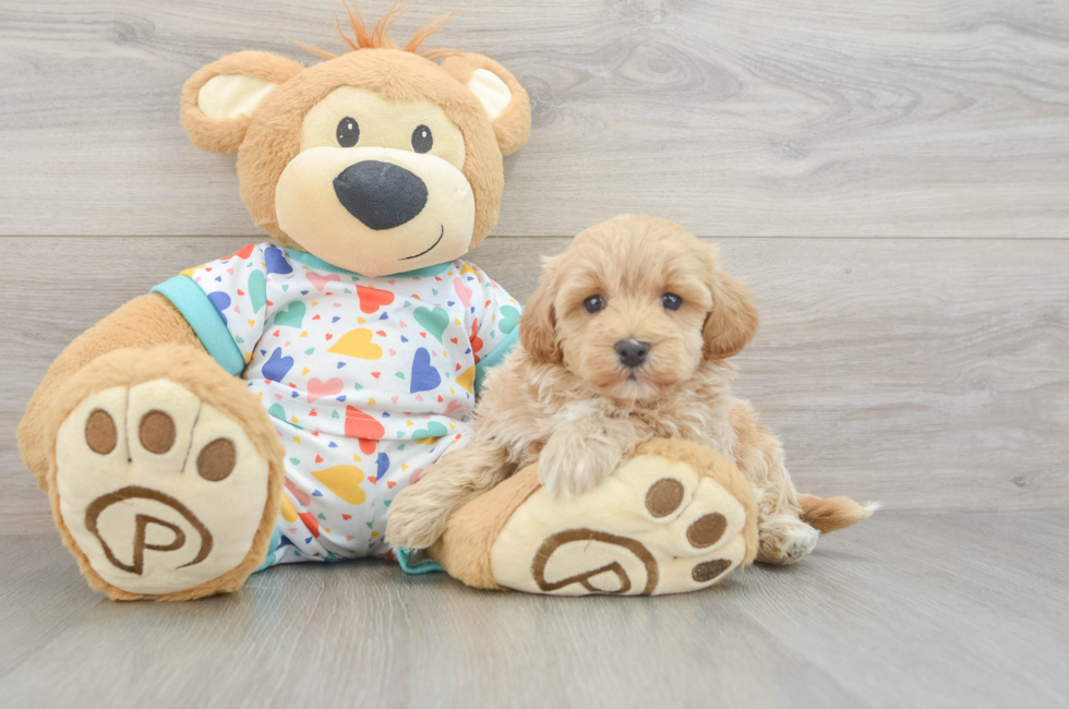 5 week old Havapoo Puppy For Sale - Seaside Pups