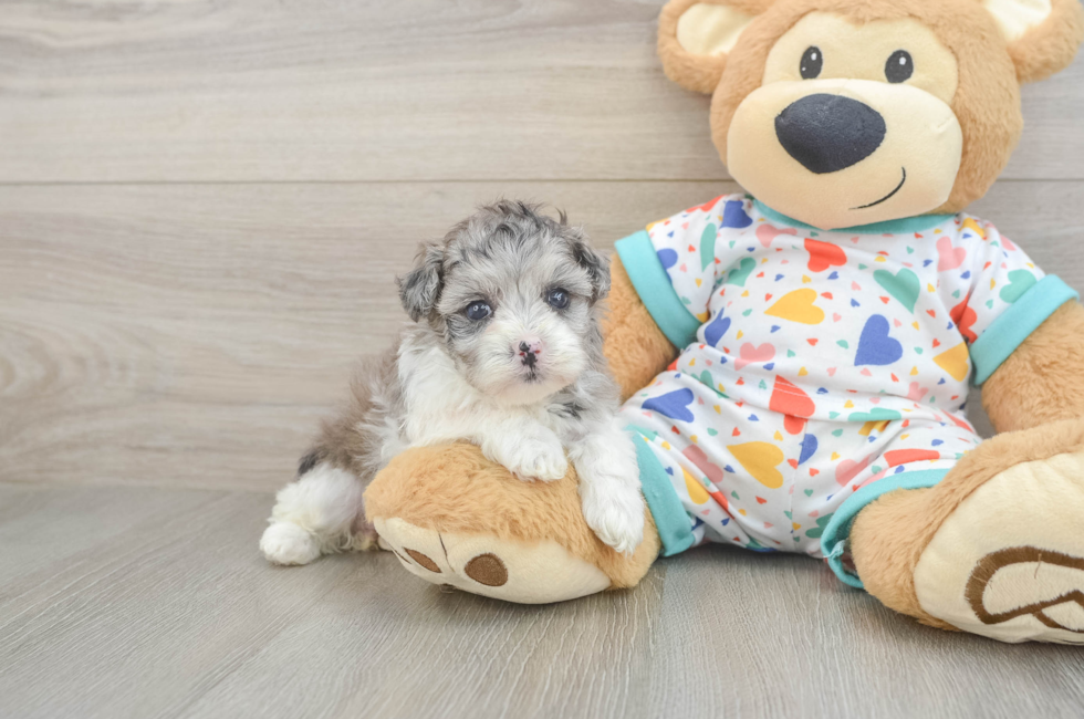 5 week old Havapoo Puppy For Sale - Seaside Pups