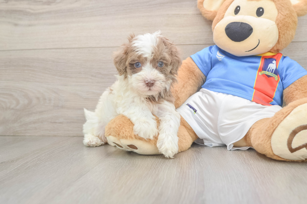 5 week old Havapoo Puppy For Sale - Seaside Pups