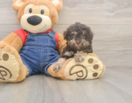 7 week old Havapoo Puppy For Sale - Seaside Pups