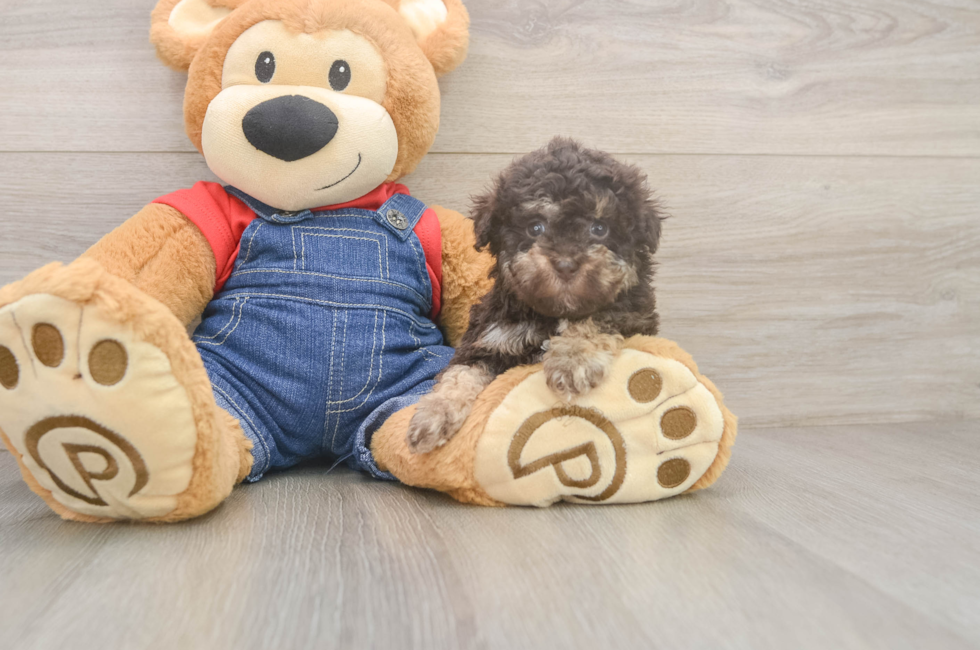 5 week old Havapoo Puppy For Sale - Seaside Pups