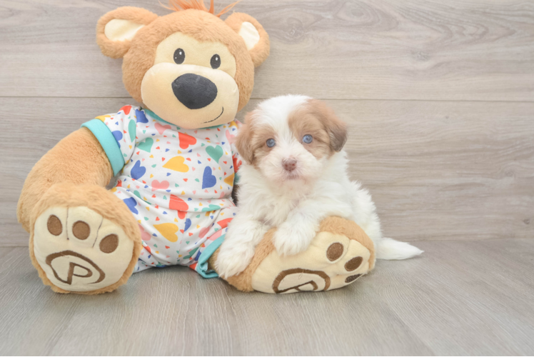 Petite Havapoo Poodle Mix Pup