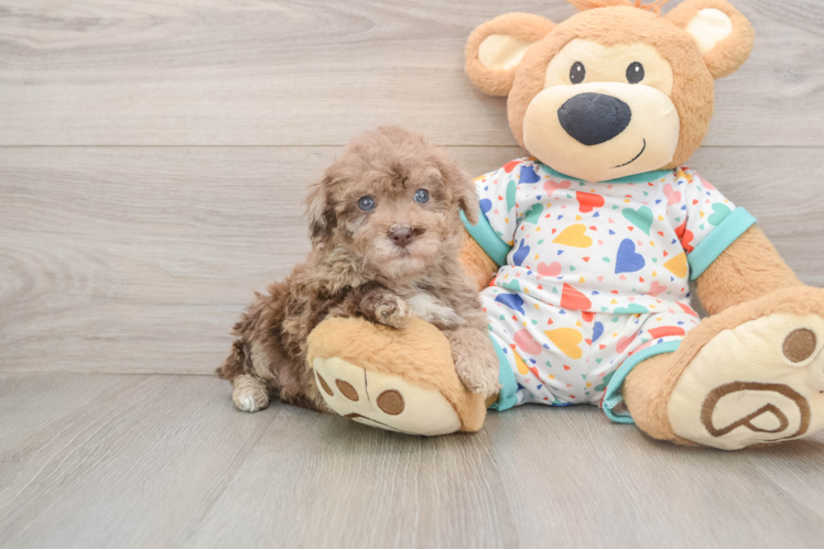 Playful Havadoodle Poodle Mix Puppy