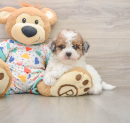 7 week old Havapoo Puppy For Sale - Seaside Pups
