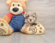 7 week old Havapoo Puppy For Sale - Seaside Pups