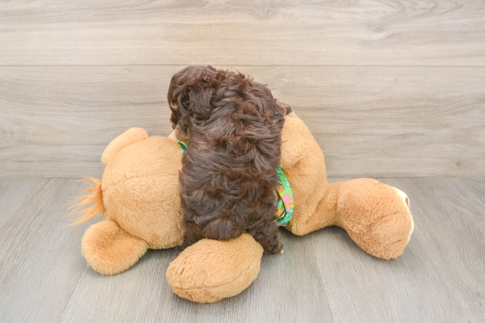Havapoo Puppy for Adoption