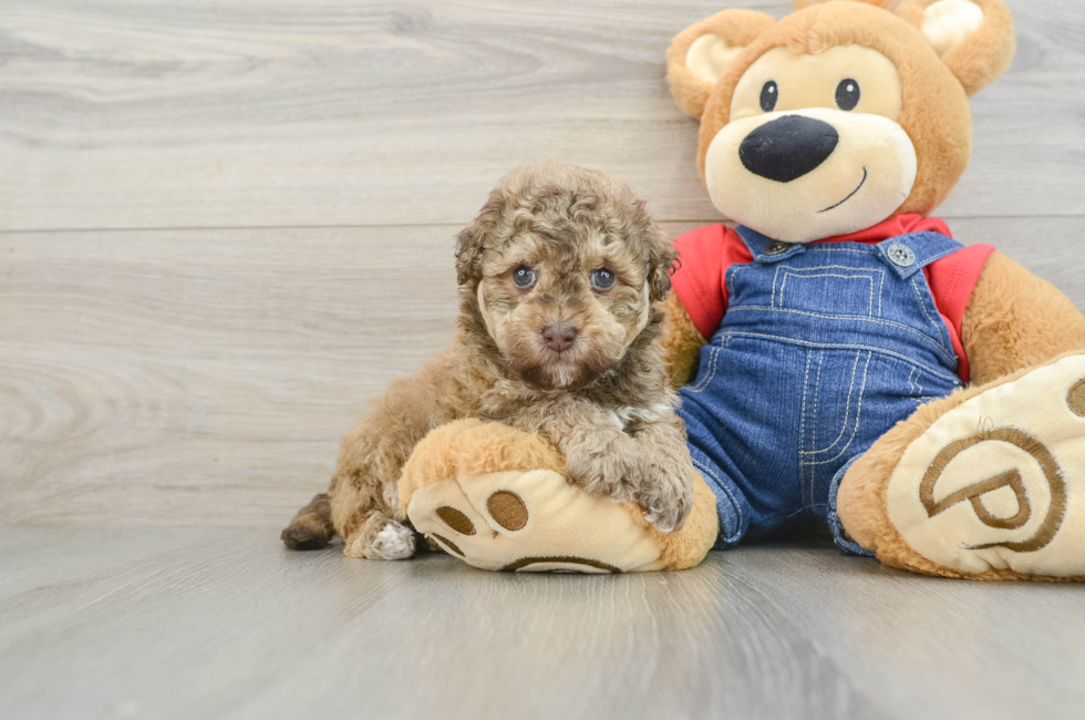 5 week old Havapoo Puppy For Sale - Seaside Pups