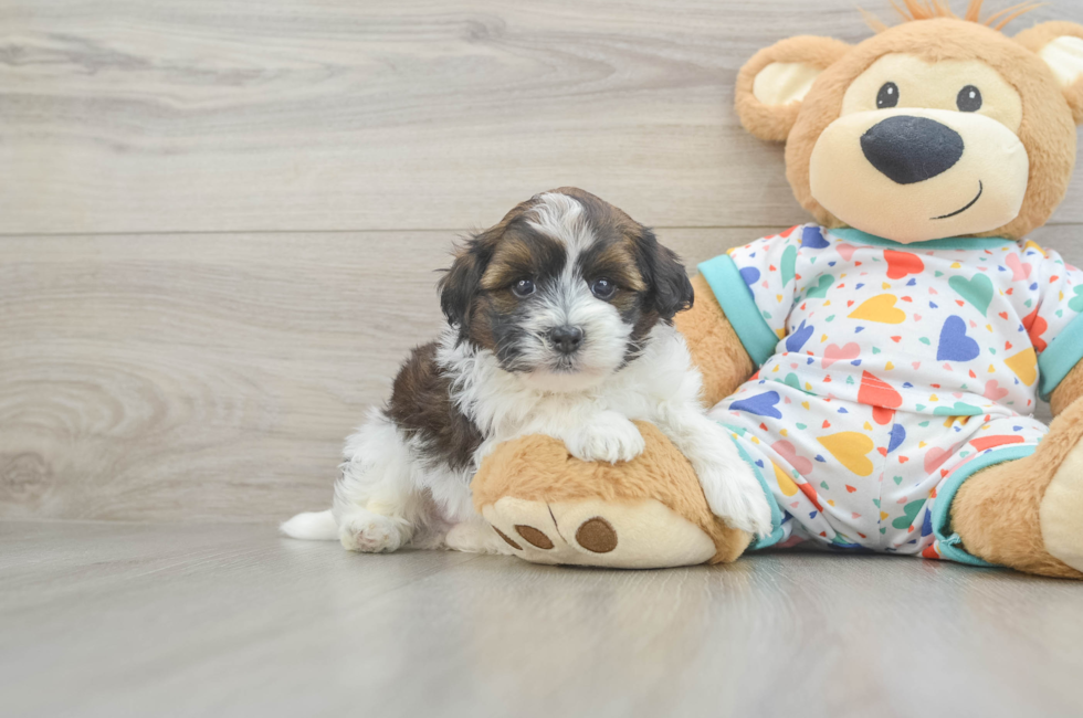 5 week old Havapoo Puppy For Sale - Seaside Pups