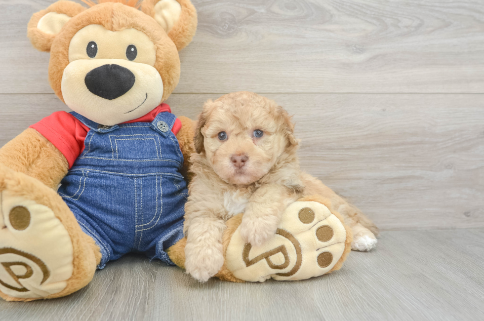 5 week old Havapoo Puppy For Sale - Seaside Pups