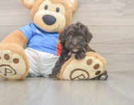 7 week old Havapoo Puppy For Sale - Seaside Pups