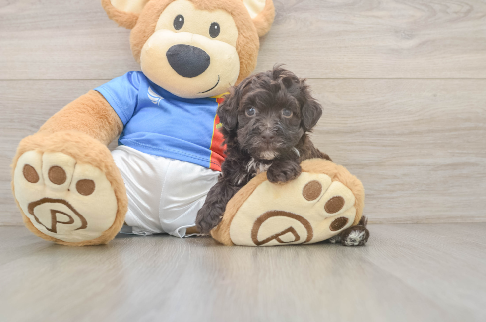 5 week old Havapoo Puppy For Sale - Seaside Pups