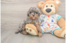 Hypoallergenic Havadoodle Poodle Mix Puppy