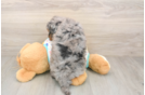 Havapoo Puppy for Adoption
