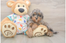 Hypoallergenic Havadoodle Poodle Mix Puppy