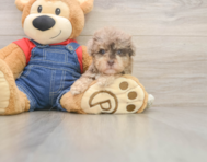 7 week old Havapoo Puppy For Sale - Seaside Pups