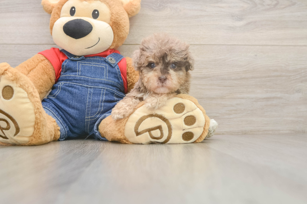 5 week old Havapoo Puppy For Sale - Seaside Pups