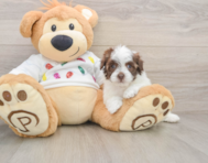 7 week old Havapoo Puppy For Sale - Seaside Pups