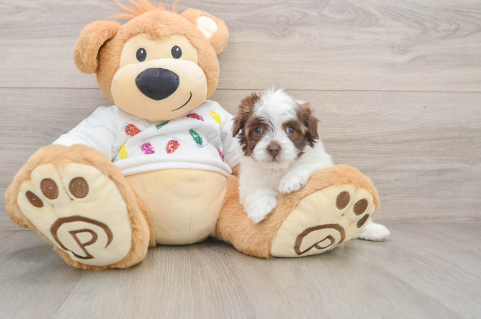 5 week old Havapoo Puppy For Sale - Seaside Pups