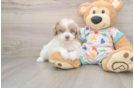Playful Havadoodle Poodle Mix Puppy