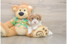 Cute Havapoo Baby