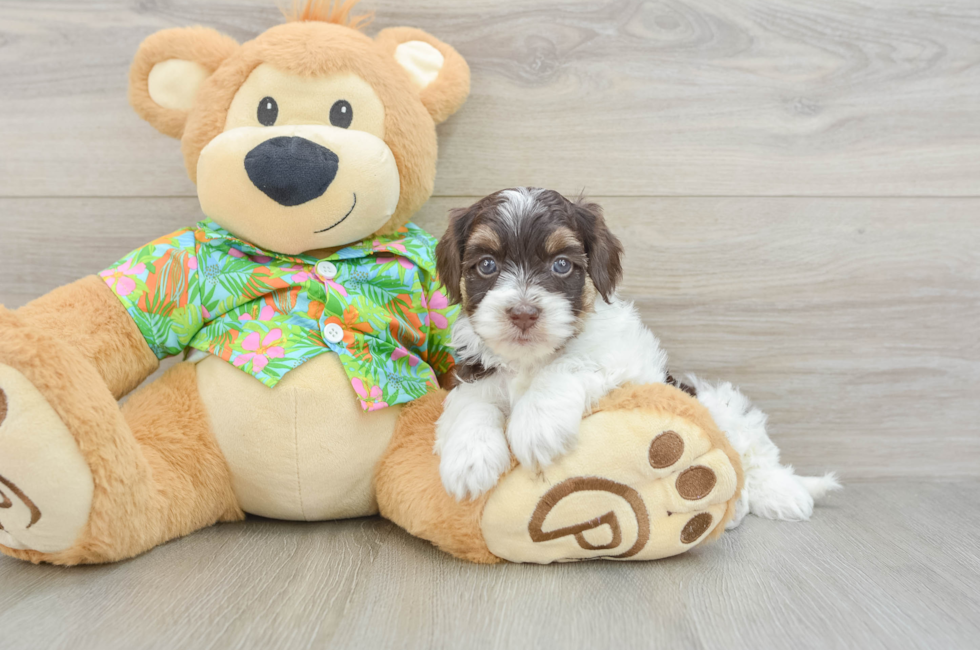 5 week old Havapoo Puppy For Sale - Seaside Pups