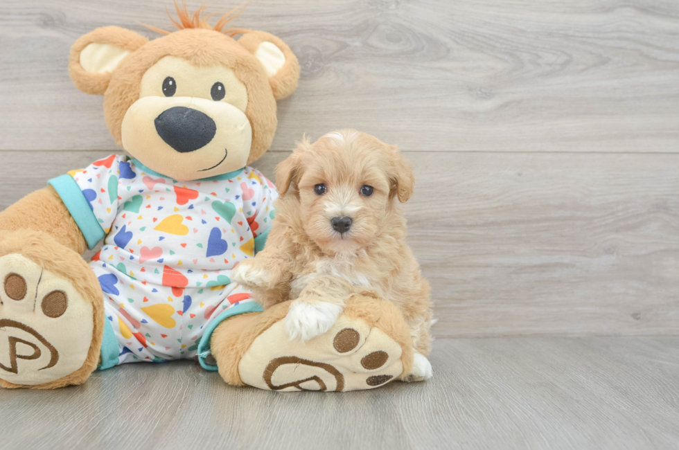 5 week old Havapoo Puppy For Sale - Seaside Pups