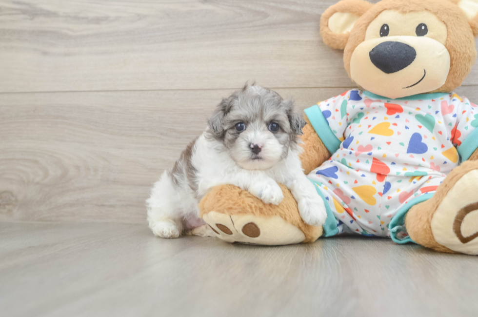5 week old Havapoo Puppy For Sale - Seaside Pups