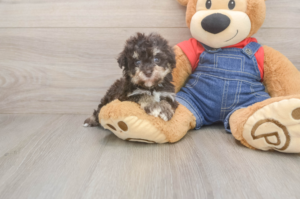 5 week old Havapoo Puppy For Sale - Seaside Pups