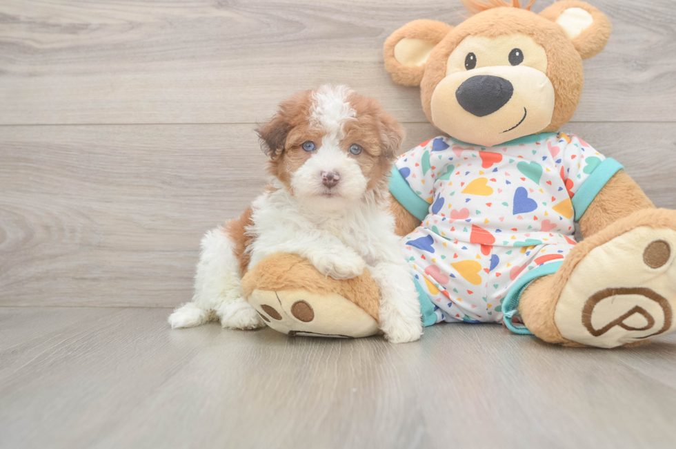 5 week old Havapoo Puppy For Sale - Seaside Pups