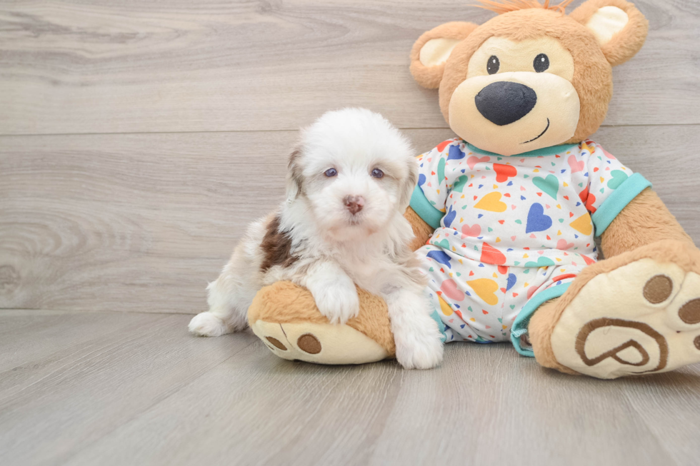 Petite Havapoo Poodle Mix Pup