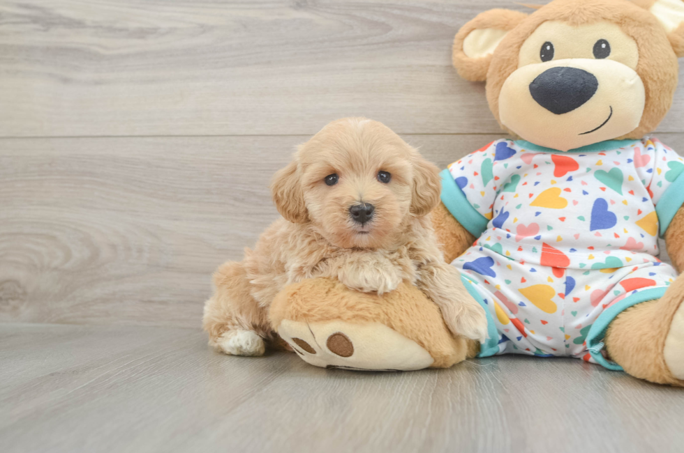 5 week old Havapoo Puppy For Sale - Seaside Pups