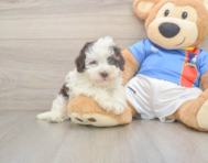 7 week old Havapoo Puppy For Sale - Seaside Pups