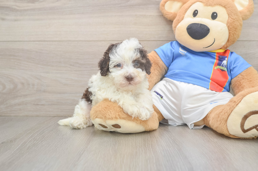 5 week old Havapoo Puppy For Sale - Seaside Pups