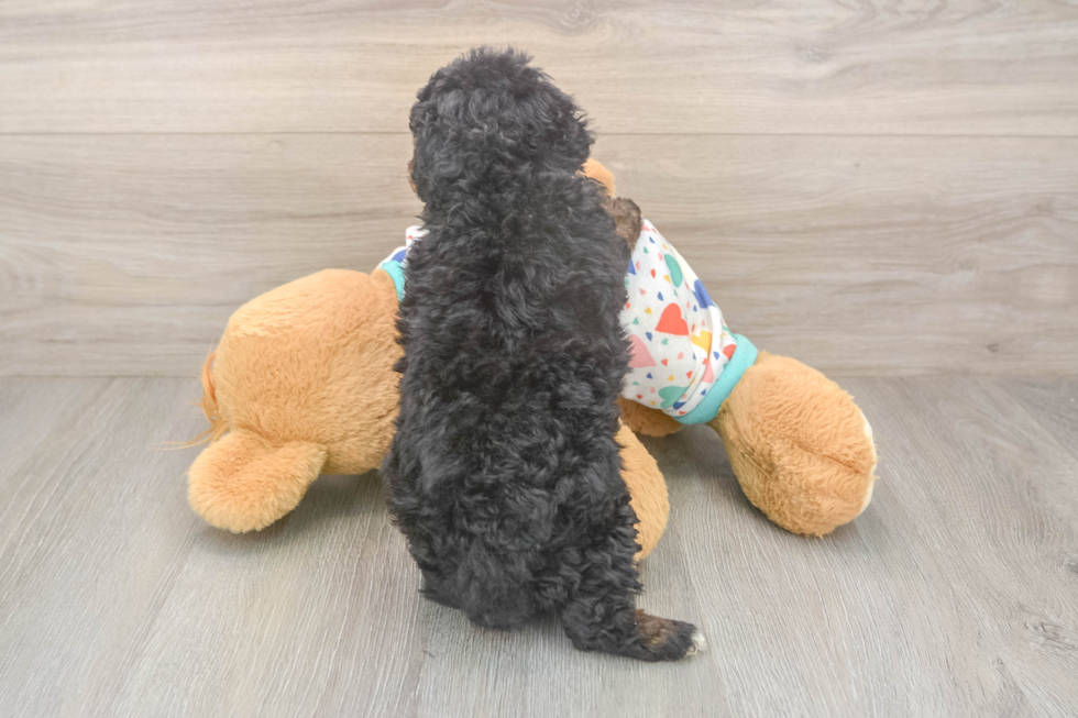 Havapoo Pup Being Cute