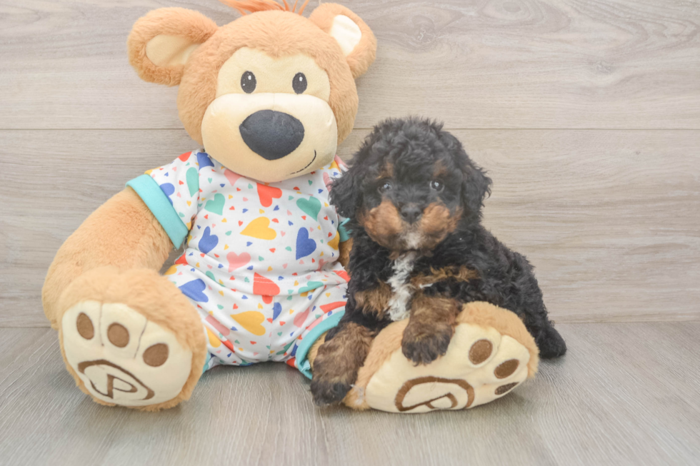 Cute Havapoo Baby
