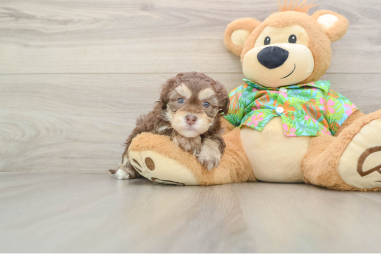 Havapoo Pup Being Cute