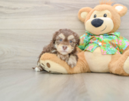 6 week old Havapoo Puppy For Sale - Seaside Pups